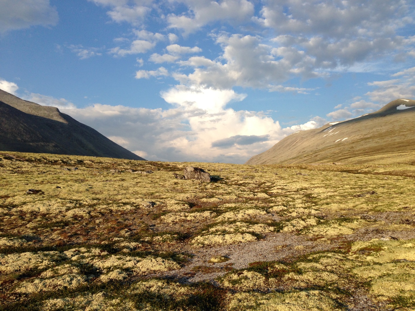 Mose. Foto: Norsk Regnesentral